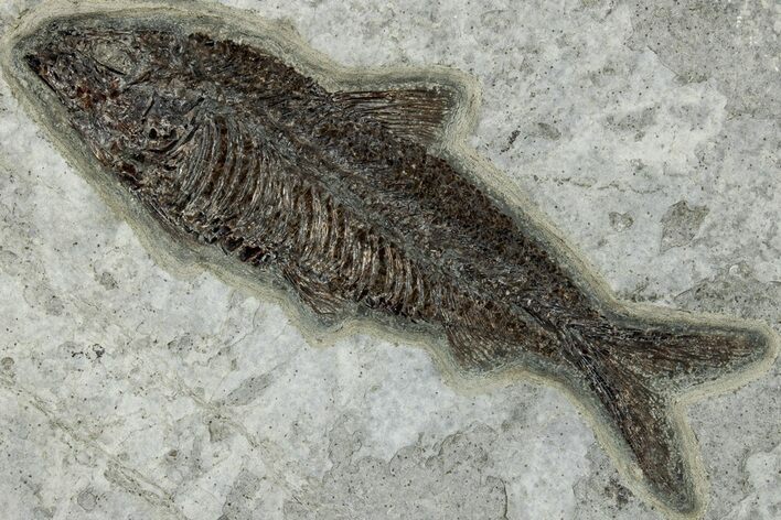 Detailed Fossil Fish (Knightia) - Wyoming #269833